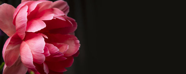 粉红牡丹花在黑色背景近距离特写镜头。植物的自然背景。花心有雄蕊、雌蕊和美丽的花瓣。抽象的背景，选择性的聚焦图片下载