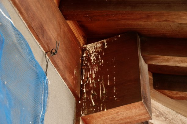 这张照片是在一所房子的院子里拍的。图片下载