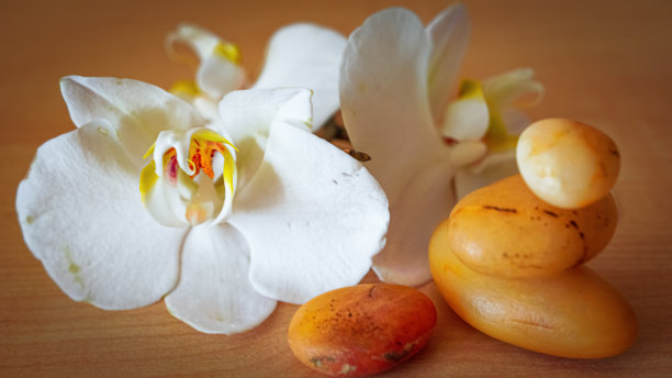 棕色背景上的大型白色兰花图片下载