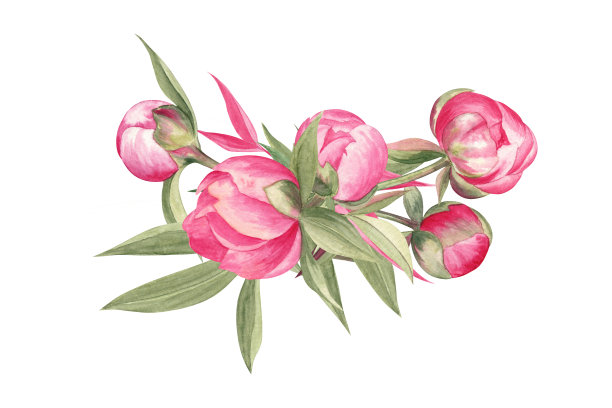 水彩牡丹插花图片下载