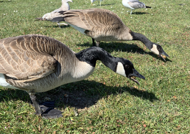 鹅吃。图片下载