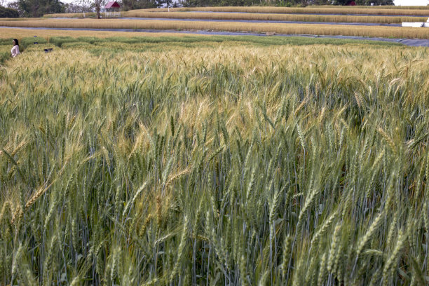 金色麦田的照片图片下载