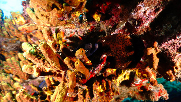 海鳗在五颜六色的珊瑚里图片下载