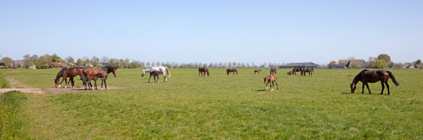 许多马和它的小马驹在草地上图片下载