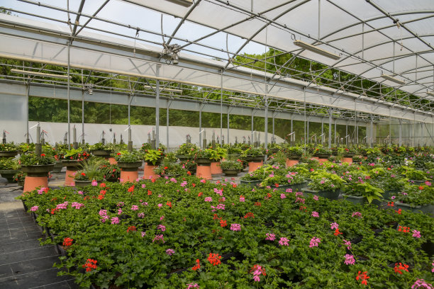 温室下的天竺葵床图片下载