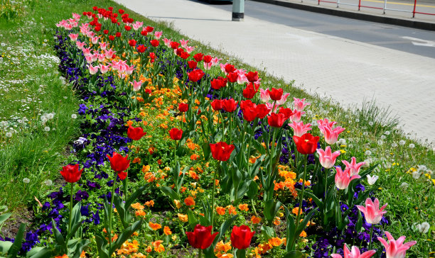 草坪上开花的鳞茎取代了街上的多年生花坛。更便宜和更有效的公共绿化开花变种图片下载