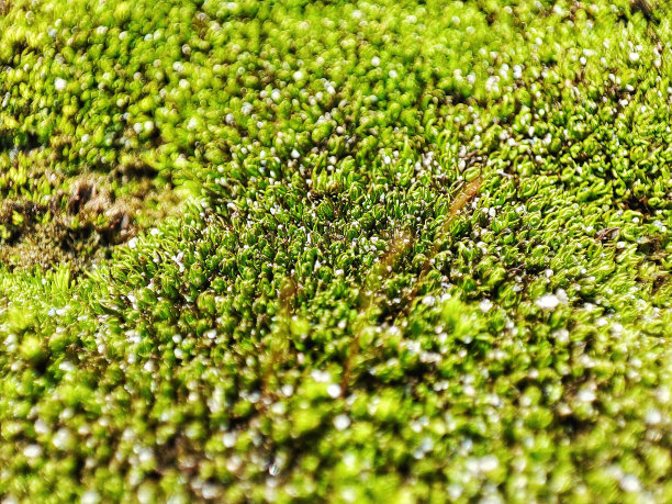 绿色的苔藓覆盖在石头上图片下载