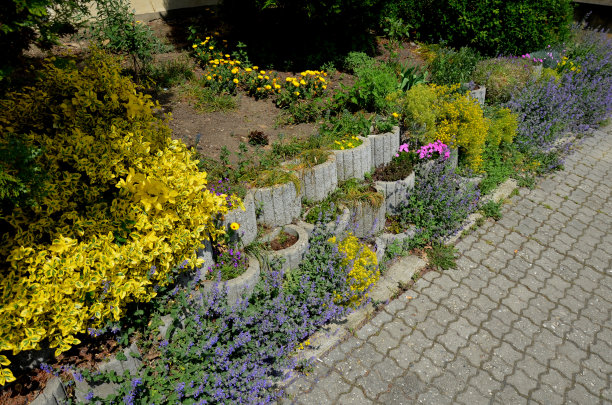 在4月和5月，它会开出独特的粉红色花朵，带有红色的眼睛。这个物种创造了密集的，多彩的生活地毯，即使在开花之后图片下载