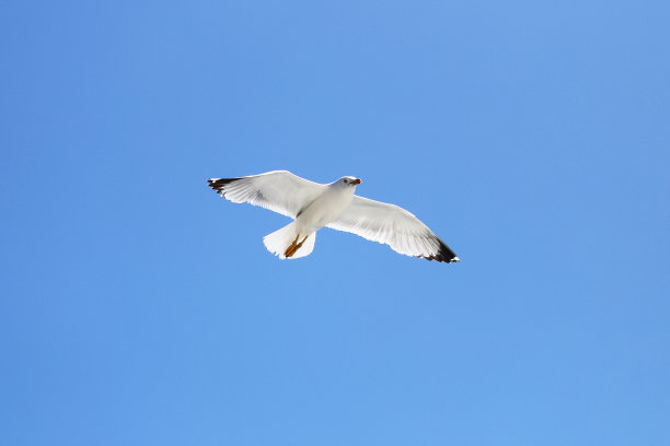 飞翔的海鸥图片下载