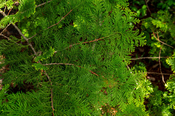 森林里美丽的日本柏树叶子。图片下载