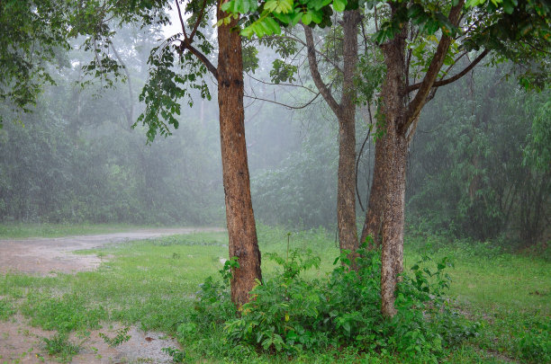 下雨天的美丽自然图片下载