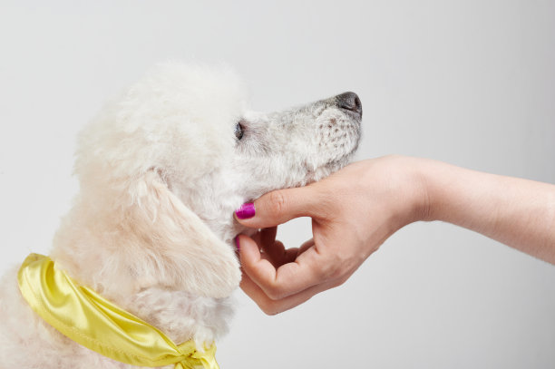 宠物白色狮子狗图片下载