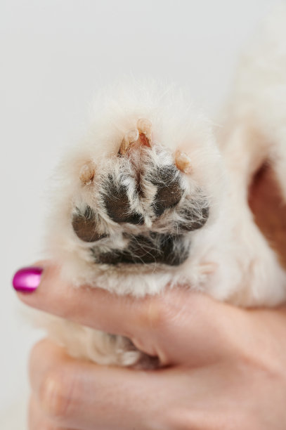 狗爪修脚主题图片下载