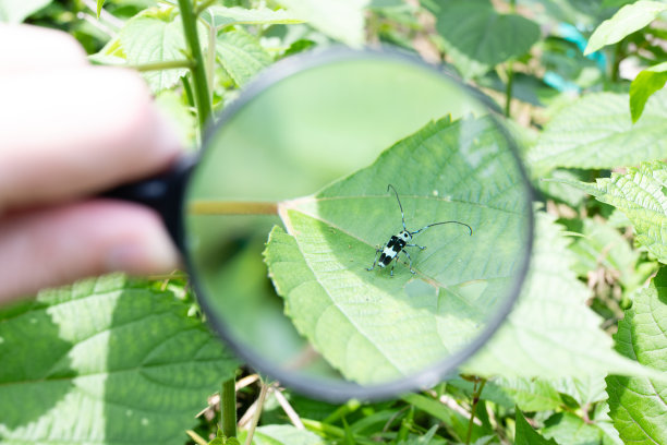 用放大镜观察长角甲虫图片下载
