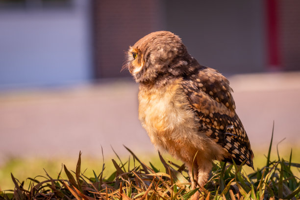 猫头鹰在户外栖息的特写镜头图片下载