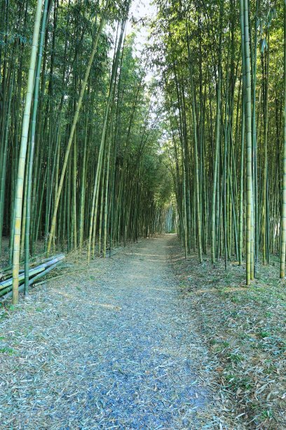 凉爽的夏季竹林长满了蓝色图片下载