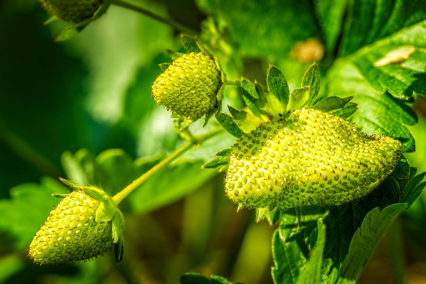 绿色的，未成熟的草莓生长，直到他们将变成红色，准备收获图片下载