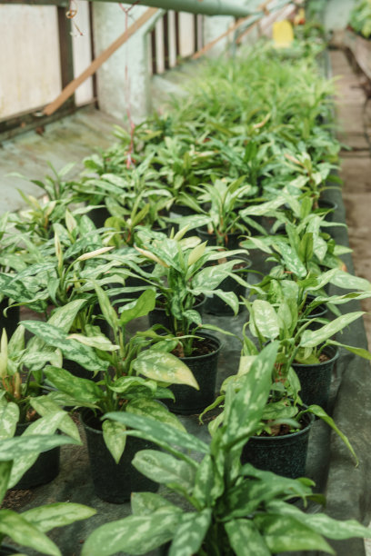 温室里有各种各样的绿色植物。在春天种植作物的概念。图片下载