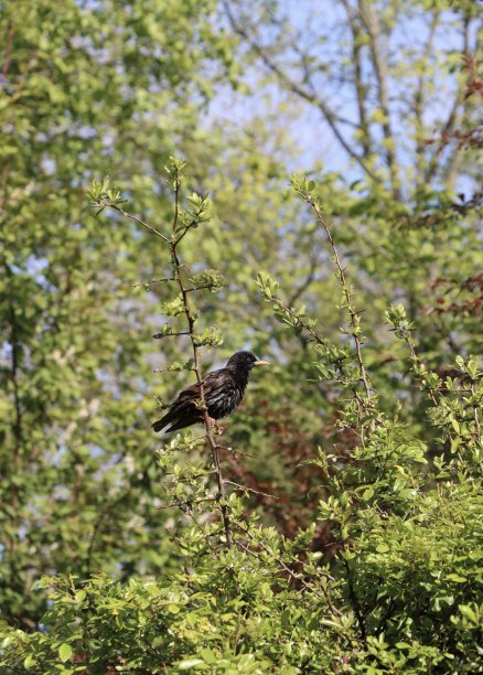 花园里的椋鸟图片下载