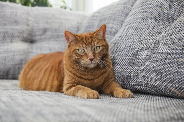 猫在沙发上图片下载