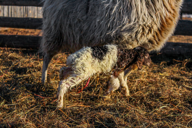 刚在农田里出生的小羊羔。覆盖着羊水图片下载