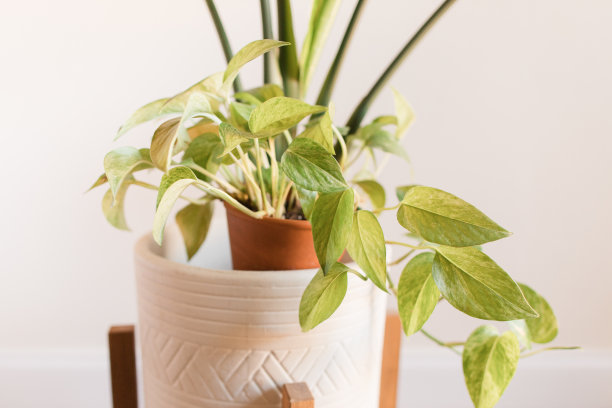 一种绿色的热带室内植物在波西米亚的氛围-一种金色的坡托斯藤蔓植物生长附近的白天堂鸟植物室内佛罗里达州图片下载