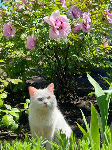 花园里，漂亮的白猫坐在开着粉红色花朵的牡丹旁边。图片下载