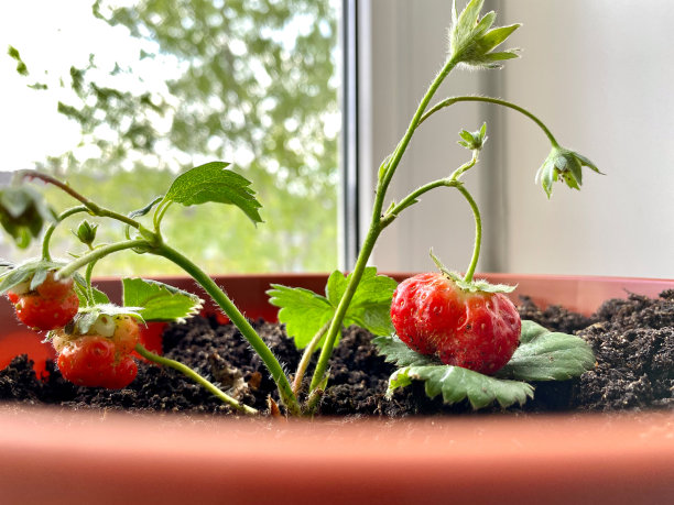 在窗台上种植草莓苗。绿色浆果的特写。家庭园艺。图片下载