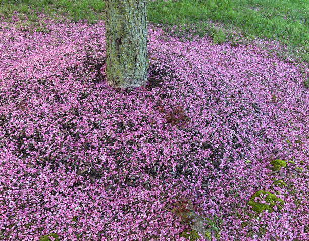了樱桃花瓣图片下载