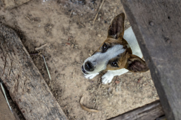 狗狗的特写照片图片下载
