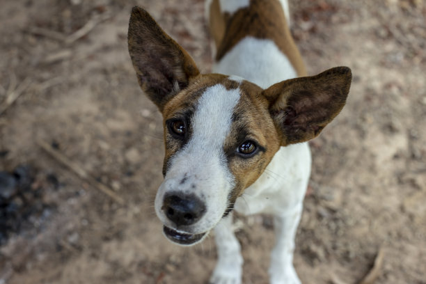 狗狗的特写照片图片下载