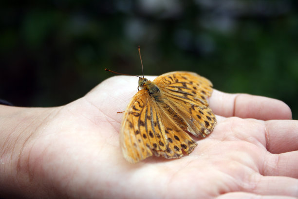 一只虎蝴蝶坐在一个孩子的手掌上。图片下载