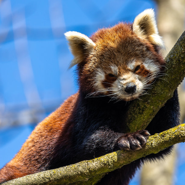 小熊猫，小熊猫，也叫小熊猫。图片下载