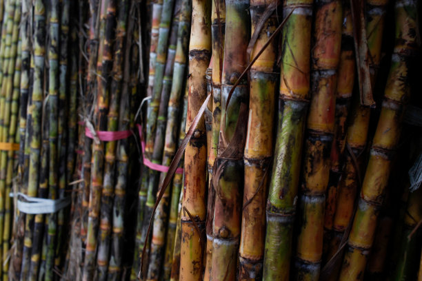 有机农场中一捆捆甘蔗的低角度视图图片下载