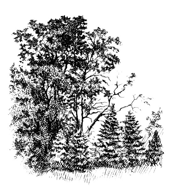 橡树林和小枞树。复古水墨笔画素描黑白画，矢量描摹图片下载