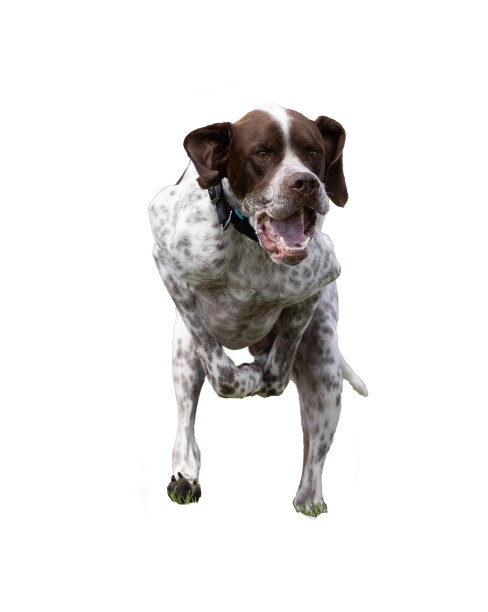 一只猎狗在白色背景下奔跑图片下载