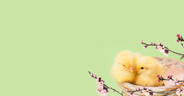 刚出生的毛绒绒的鸡肩并肩地坐在窝里。图片下载
