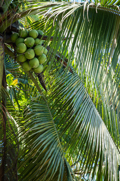 椰子图片下载