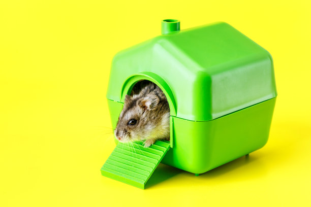 侏儒灰色仓鼠孤立在黄色背景。小房子。可爱的仓鼠宝宝，脸朝前站着。仓鼠吃食物图片下载