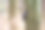 树干上的黑松鼠。毛皮上有黑色的黑色松鼠亚群。carilinensis或Sciurus niger图片下载