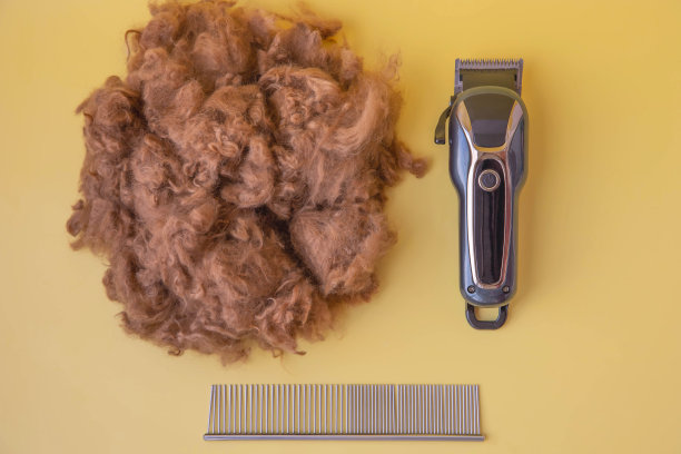 黄色背景上的红色贵宾犬毛发，旁边是美容工具梳子和宠物推子图片下载