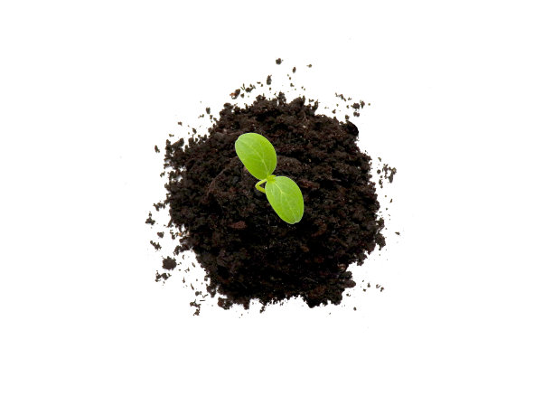 年轻的发芽生长图片下载