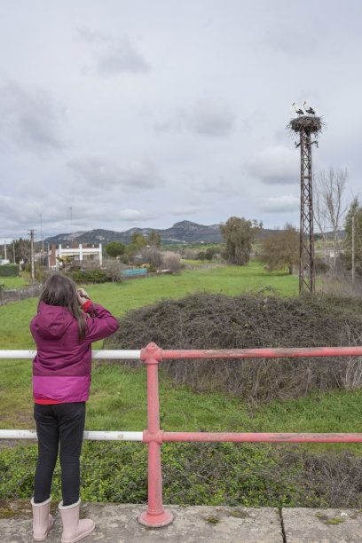 小女孩在给鹳巢拍照图片下载