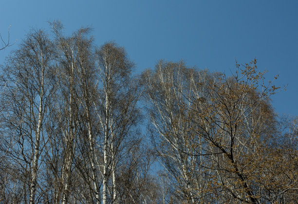从下面看没有叶子的树梢和早春的蓝天。图片下载