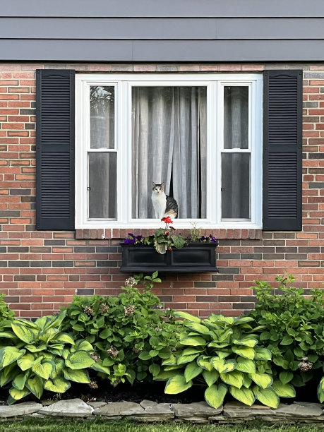 猫咪坐在郊区房子的窗户边看着镜头图片下载