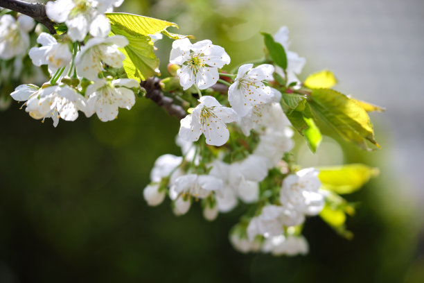 早春，樱桃树的嫩枝上开着白色的花朵图片下载