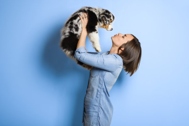 英俊的女性与她的澳大利亚伯杰小狗在工作室蓝色的背景图片下载