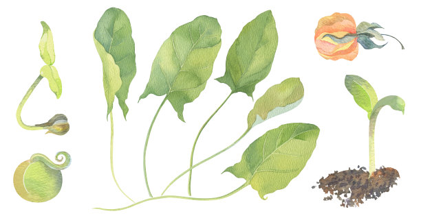 菠菜的芽、种子、果实和叶子图片下载