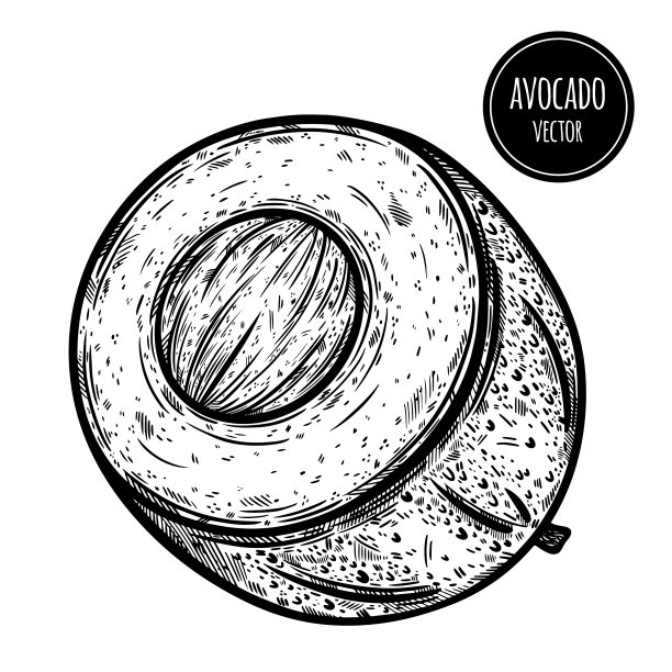 半鳄梨矢量图标。成熟的异国水果手绘草图。带圆籽的牛油果横向切片。新鲜健康食品，园林蔬菜概述。植物学插图在白色上分离图片下载