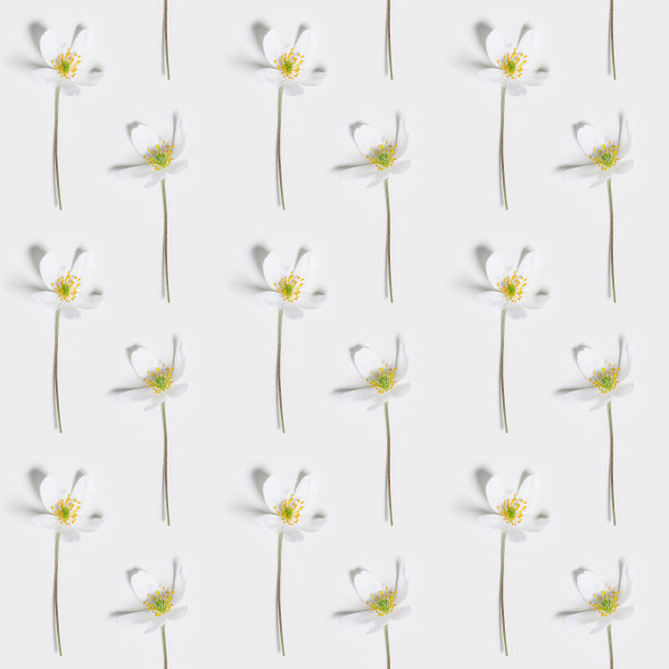 花卉平躺与春天报春花，盛开的野花海葵，无缝的植物图案上白色的背景，春天的季节自然静物，田间植物开花图片下载